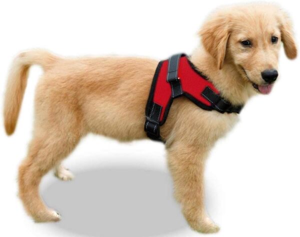 Dog Harness Small Sized Dog